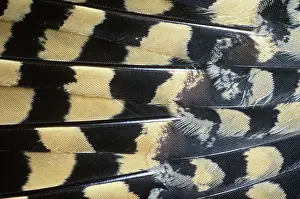 Nighthawk: Nighthawk Feathers