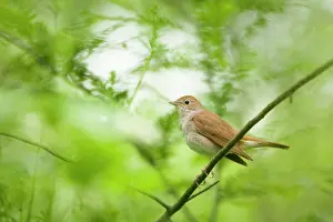 Nightingale: Nightingale