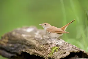 Nightingale: Nightingale