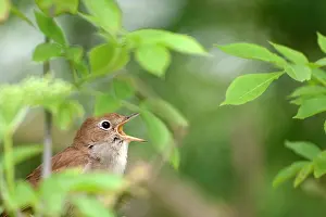 Nightingale: Nightingale