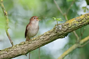 Nightingale: Nightingale