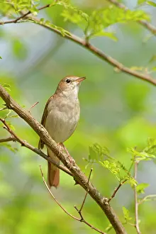 Nightingale: Nightingale