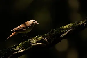Nightingale: Nightingale