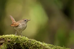 Nightingale: Nightingale