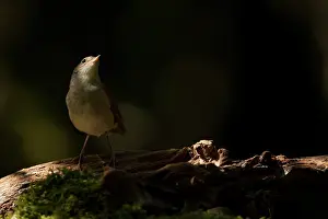 Nightingale: Nightingale