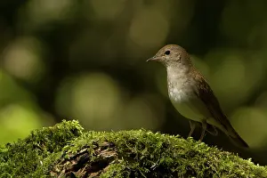 Nightingale: Nightingale