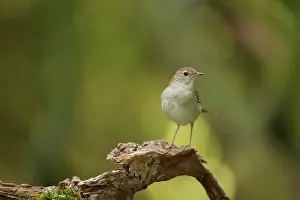 Nightingale: Nightingale