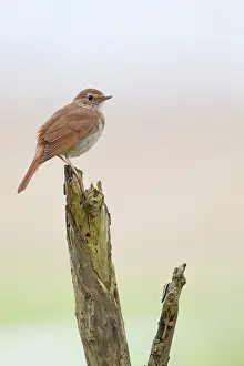 Nightingale: Nightingale