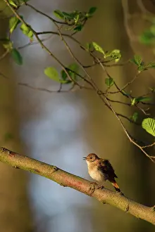 Nightingale: Nightingale