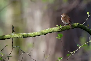 Nightingale: Nightingale