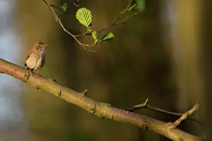 Nightingale: Nightingale