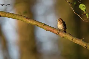 Nightingale: Nightingale