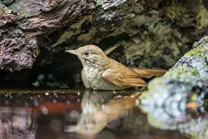 Nightingale: Nightingale
