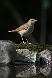 Nightingale: A Nightingale