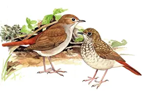 Nightingale: Nightingale