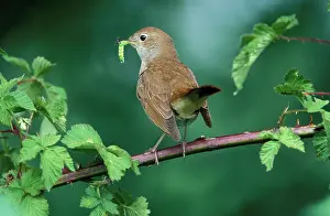 Grub: Nightingale - Adult with food for the juveniles