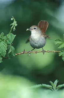 Nightingale: Nightingale - Adult with food in mouth for the juveniles