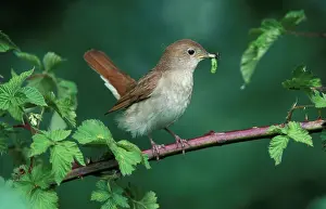 Grub: Nightingale - Adult with food in mouth for the juveniles