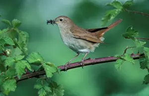 Nightingale: Nightingale - Adult with food in mouth for the juveniles