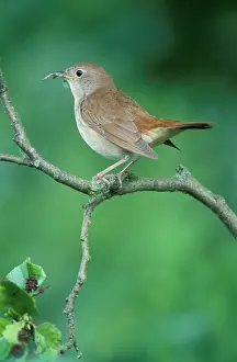 Nightingale: Nightingale - Adult with food in mouth for the juveniles