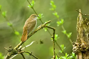 Nightingale: Nightingale - On branch