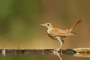 Nightingale: Nightingale - at forest pool