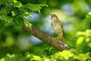Nightingale: Nightingale (Luscinia megarhynchos), singing, Hesse