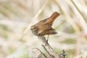 Nightingale: Nightingale (Luscinia megarhynchos) Germany