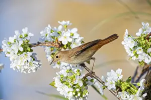 Nightingale: Nightingale (Luscinia megarhynchos) Germany