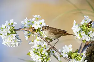 Nightingale: Nightingale (Luscinia megarhynchos) Germany
