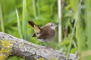 Nightingale: Nightingale (Luscinia megarhynchos) Germany