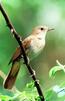 Nightingale: Nightingale - Male perched on branch
