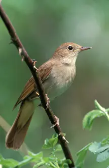 Nightingale: Nightingale - Male perched on branch