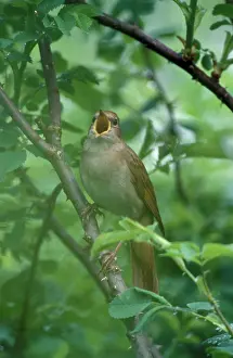 Nightingale: Nightingale - Male singing
