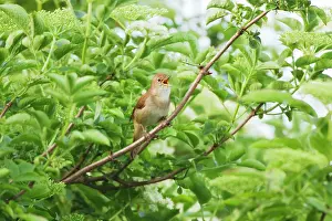 Nightingale: Nightingale - Male singing
