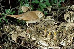 Nightingale: NIGHTINGALE - at nest