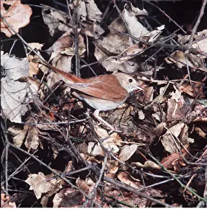 Nightingales: NIGHTINGALE - at nest