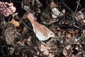 Nightingale: NIGHTINGALE - at nest