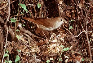 Nightingale: NIGHTINGALE - at nest