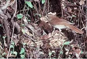 Nightingale: NIGHTINGALE - at nest with chick