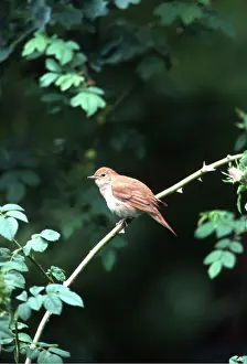 Nightingale: NIGHTINGALE - perched on stem
