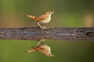 Nightingales: Nightingale - Reflection in forest pool