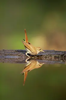 Nightingales: Nightingale - Reflection in forest pool