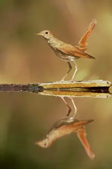 Nightingales: Nightingale - Reflection in forest pool