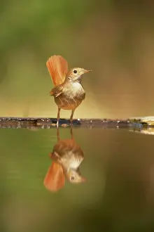 Nightingales: Nightingale - reflection in forest pool