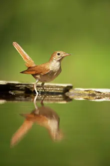Nightingale: Nightingale - reflection in forest pool