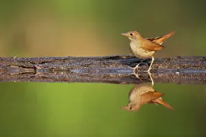 Nightingale: Nightingale - with reflection in forest pool