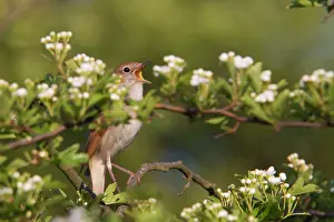 Nightingales: Nightingale - singing