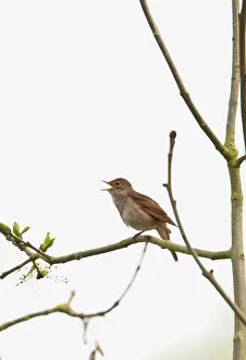 Nightingale: Nightingale - singing
