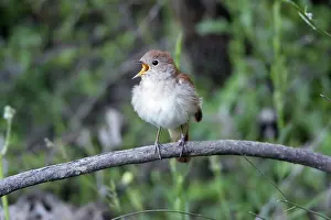 Nightingales: Nightingale - singing from branch